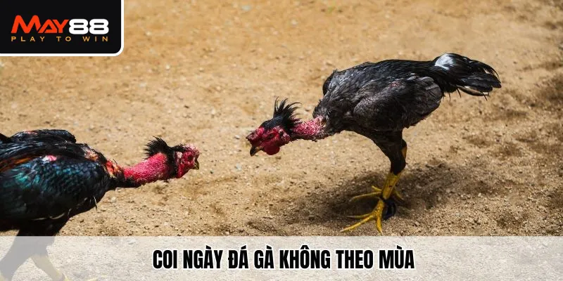 Xem ngày gà đá không theo mùa