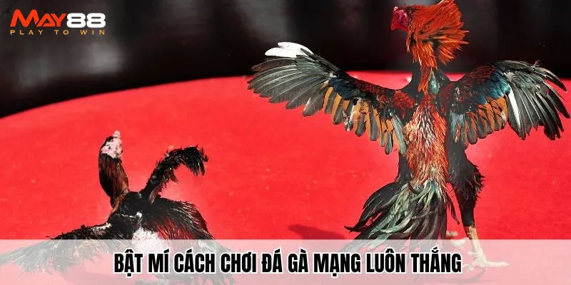 Bật mí cách chơi đá gà mạng​ luôn thắng