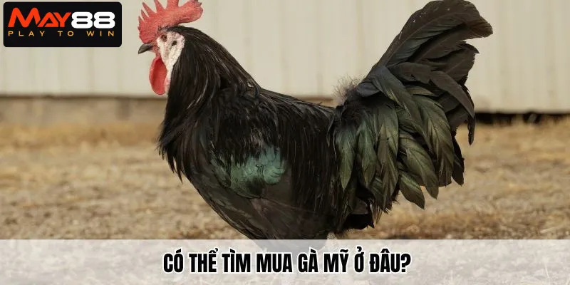 Có thể tìm mua gà Mỹ ở đâu?