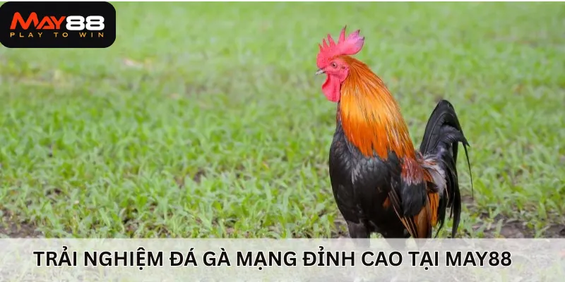 Trải nghiệm cách chơi đá gà mạng​ đỉnh cao tại nhà cái uy tín